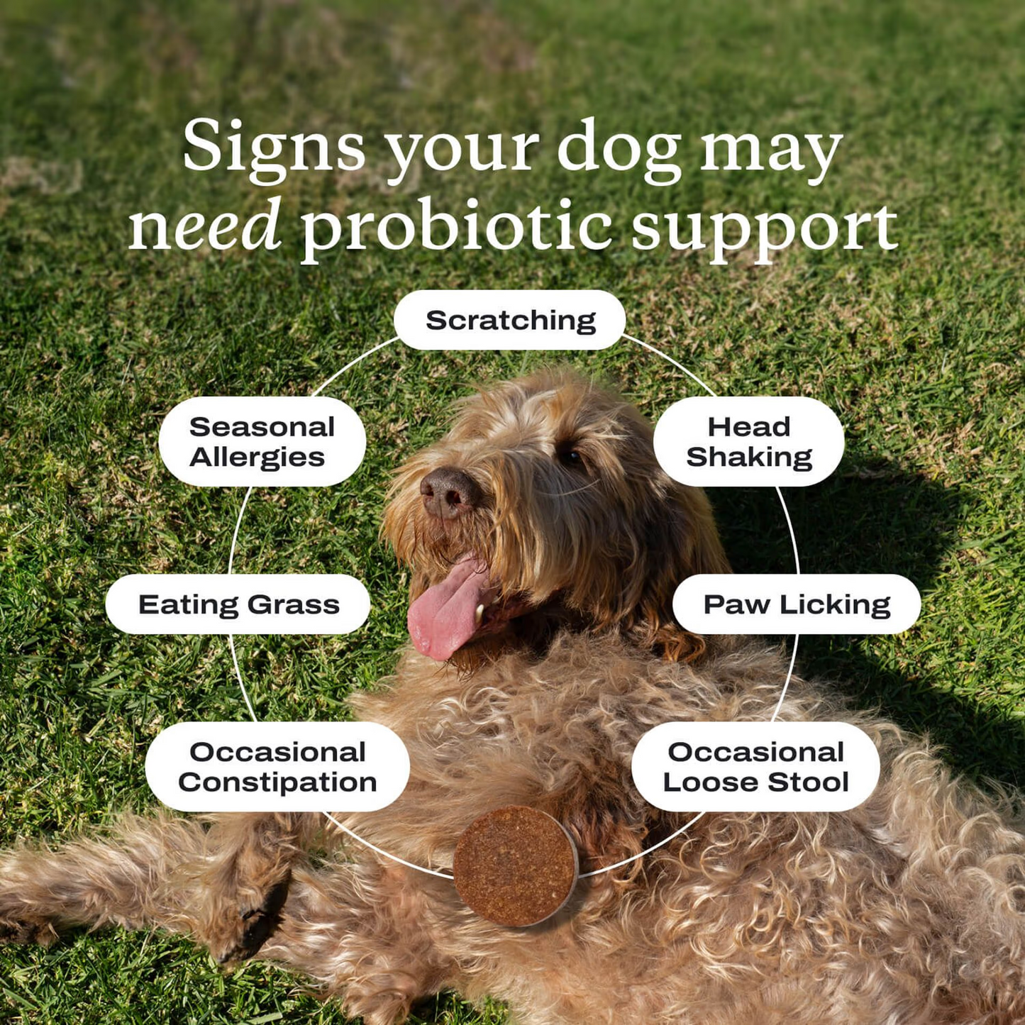 Dog Allergy & lmmune Probiotics-SoftChews